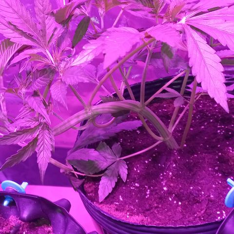 Purple Punch Auto growlog photo: LST