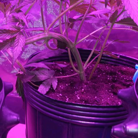 Purple Punch Auto growlog photo: LST