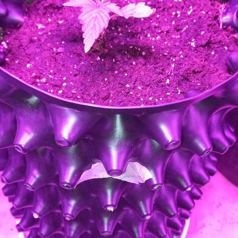Purple Punch 3 growlog timeline photo