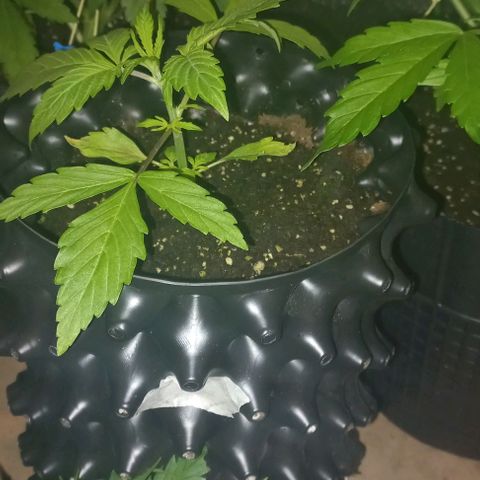 Purple Punch 3 growlog timeline photo