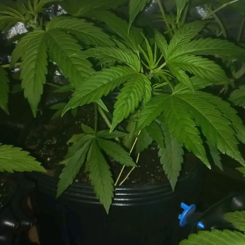 Purple Punch Auto growlog timeline photo
