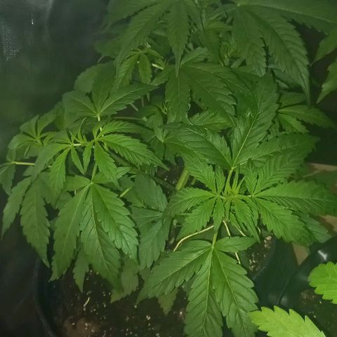 Purple Punch 1 growlog timeline photo