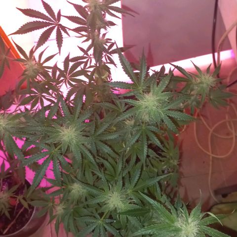 Watermelon growlog timeline photo