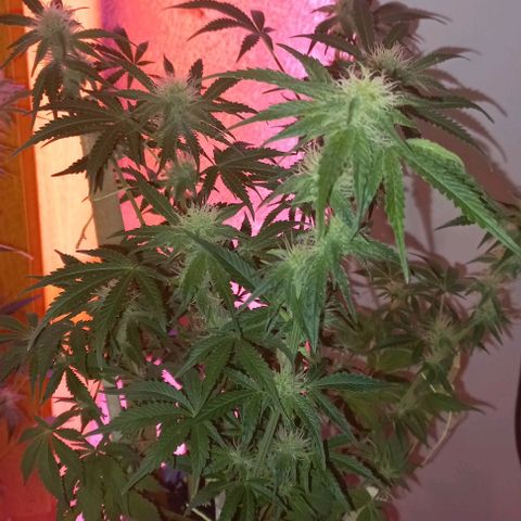 Watermelon growlog timeline photo