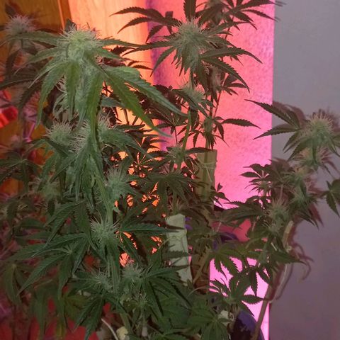Watermelon growlog timeline photo