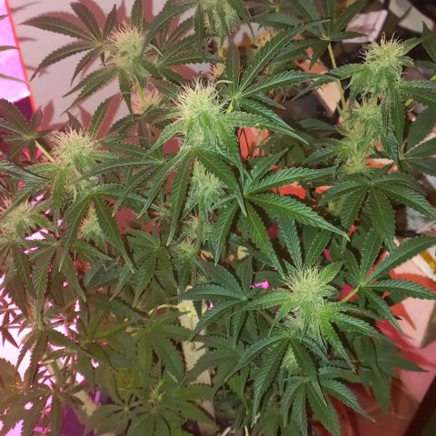 Watermelon growlog timeline photo