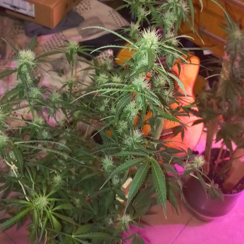 Gorilla Zkittlez Auto 1 growlog timeline photo
