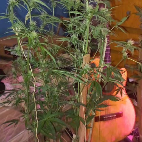 Gorilla Zkittlez Auto 1 growlog timeline photo