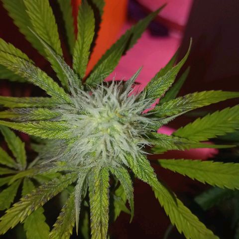 Gorilla Zkittlez Auto growlog timeline photo