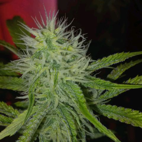 Gorilla Zkittlez Auto growlog timeline photo