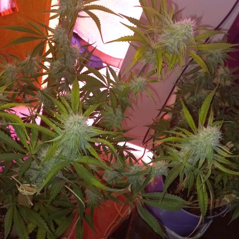 Gorilla Zkittlez Auto growlog timeline photo