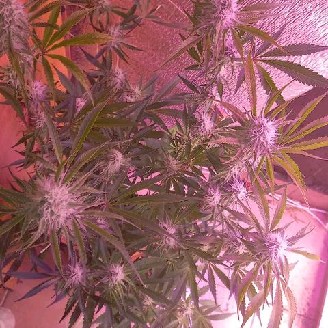 Gorilla Zkittlez Auto growlog timeline photo