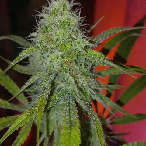 Gorilla Zkittlez Auto growlog timeline photo