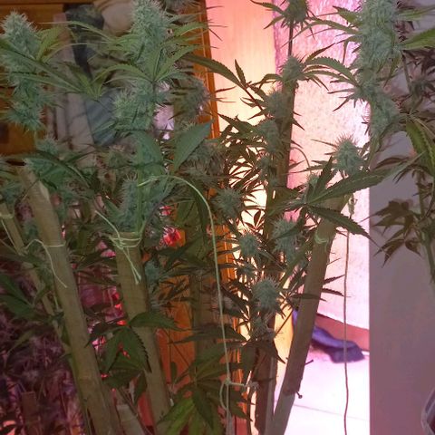 Gorilla Zkittlez Auto growlog timeline photo