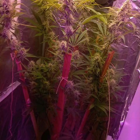 Gorilla Zkittlez Auto growlog timeline photo