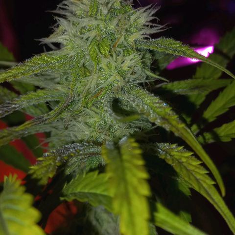 Gorilla Zkittlez Auto growlog timeline photo