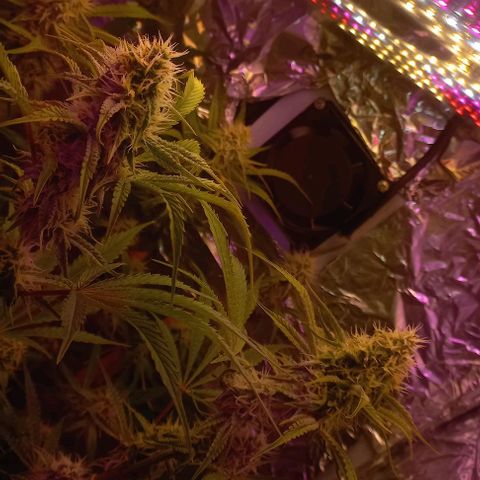 Gorilla Zkittlez Auto growlog timeline photo