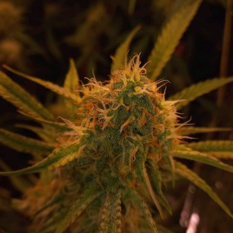 Gorilla Zkittlez Auto growlog timeline photo
