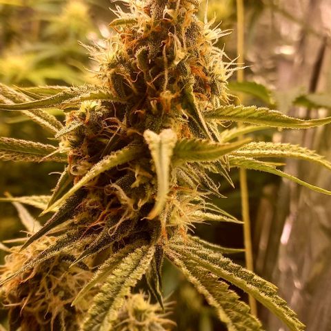 Gorilla Zkittlez Auto growlog timeline photo