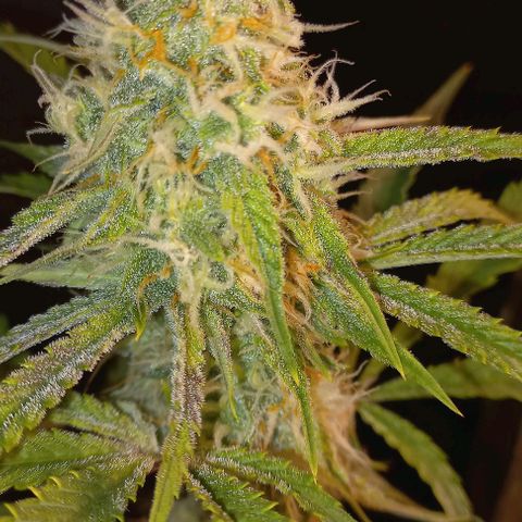 Gorilla Zkittlez Auto growlog timeline photo