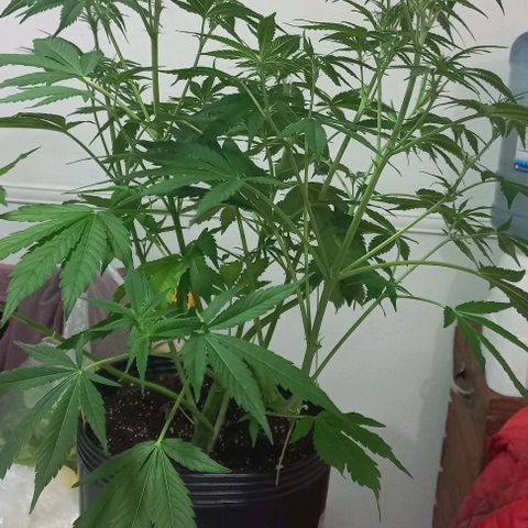 Purple Punch Auto growlog timeline photo