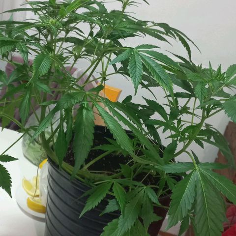 Purple Punch 1 growlog timeline photo