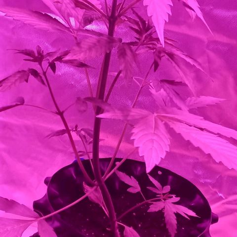 Purple Punch 3 growlog timeline photo