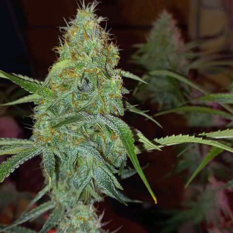 Gorilla Zkittlez Auto growlog timeline photo
