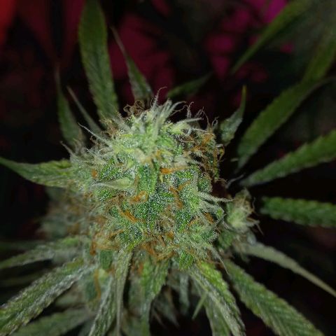 Gorilla Zkittlez Auto growlog timeline photo