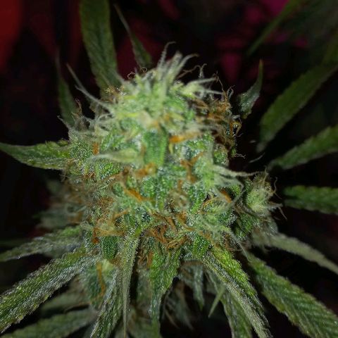 Gorilla Zkittlez Auto growlog timeline photo