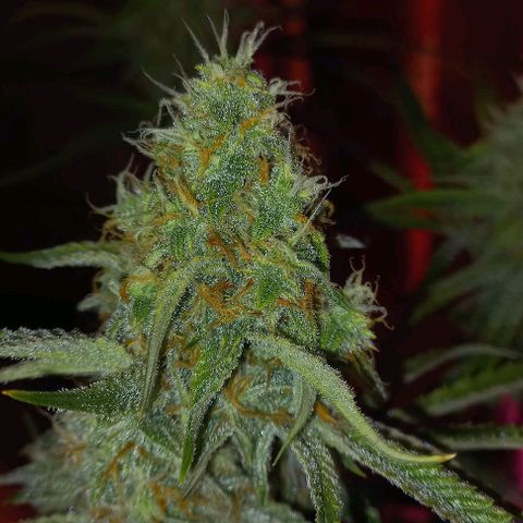 Gorilla Zkittlez Auto growlog timeline photo
