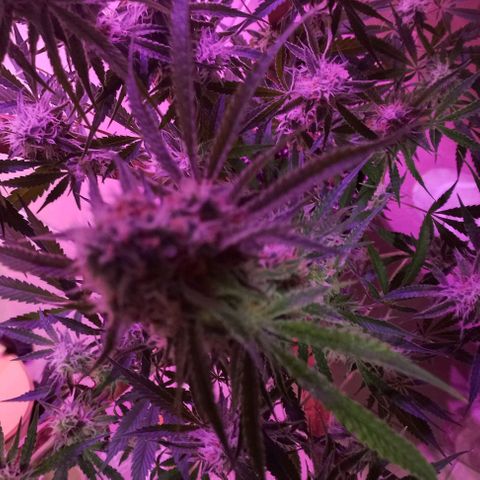 Gorilla Zkittlez Auto growlog timeline photo