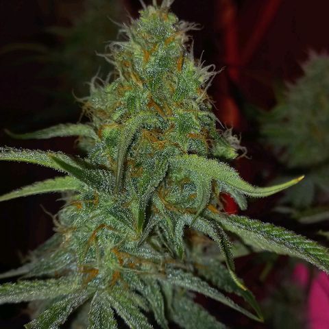 Gorilla Zkittlez Auto growlog timeline photo