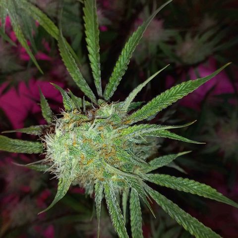 Gorilla Zkittlez Auto growlog timeline photo