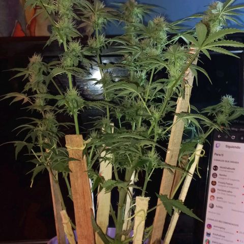 Watermelon growlog timeline photo