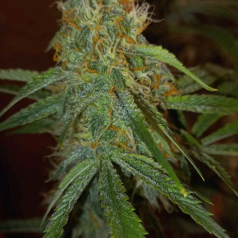Gorilla Zkittlez Auto growlog timeline photo