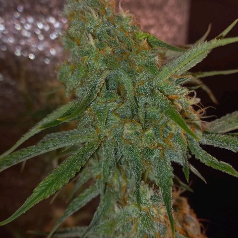 Gorilla Zkittlez Auto growlog timeline photo