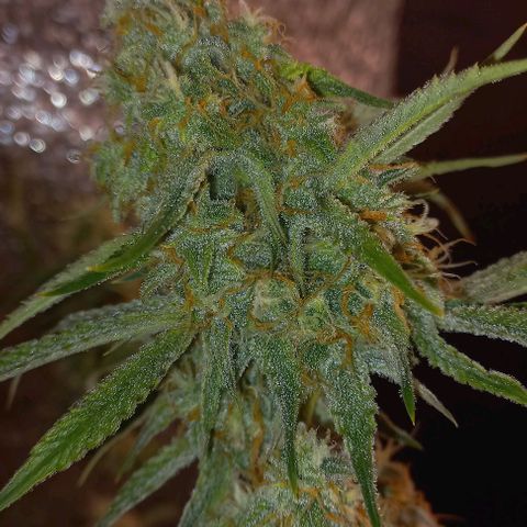 Gorilla Zkittlez Auto growlog timeline photo