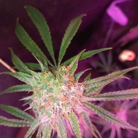 Gorilla Zkittlez Auto growlog timeline photo