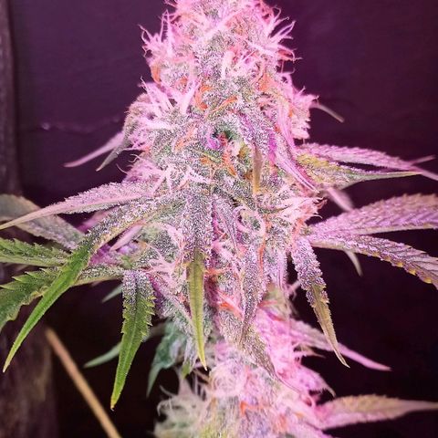 Gorilla Zkittlez Auto growlog timeline photo