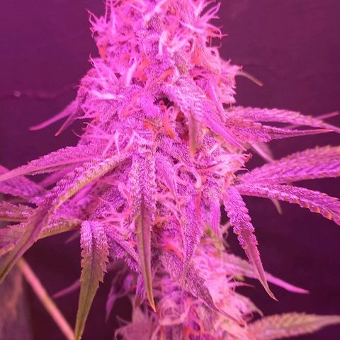 Gorilla Zkittlez Auto growlog timeline photo