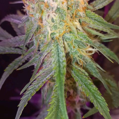 Gorilla Zkittlez Auto growlog timeline photo