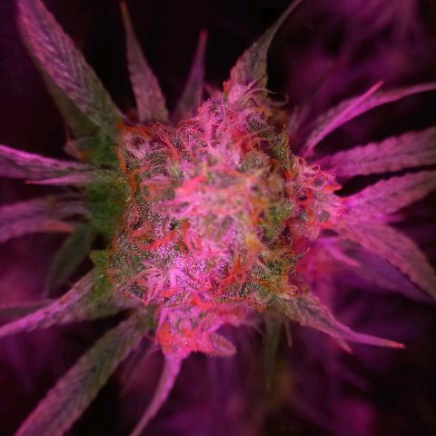 Gorilla Zkittlez Auto growlog timeline photo