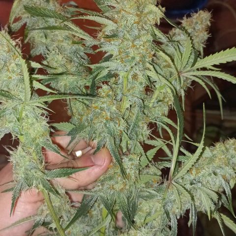 Gorilla Zkittlez Auto growlog timeline photo