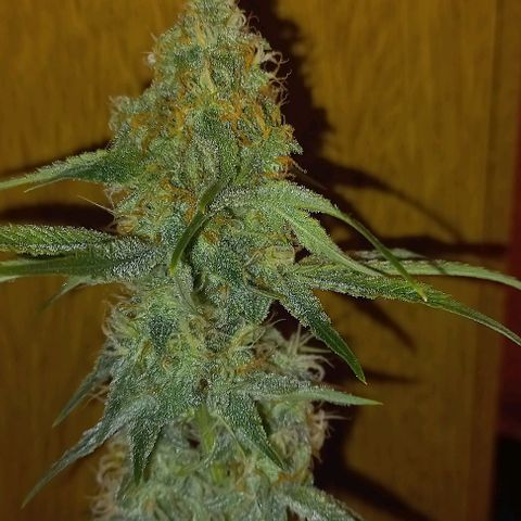 Gorilla Zkittlez Auto growlog timeline photo