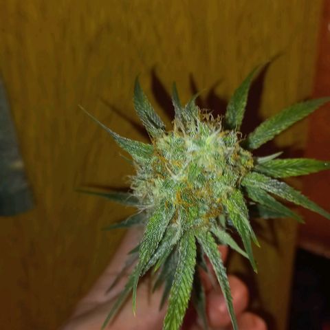 Gorilla Zkittlez Auto growlog timeline photo