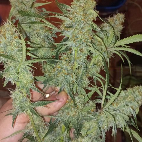 Gorilla Zkittlez Auto growlog timeline photo