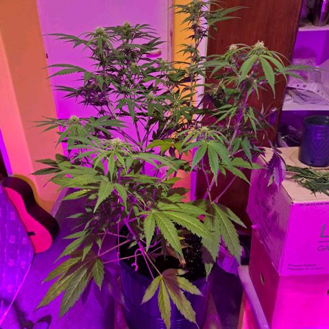 Purple Punch Auto growlog timeline photo