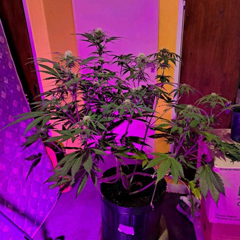 Purple Punch Auto growlog timeline photo