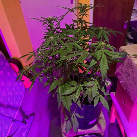 Purple Punch 1 growlog timeline photo